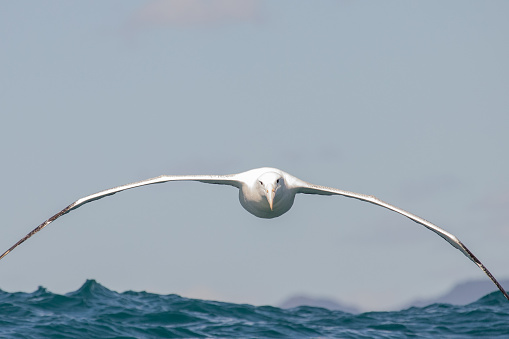 Elegant large albatross of the southern oceans.