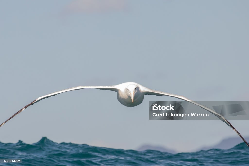 Southern Royal Albatross - diomedea epomophora Elegant large albatross of the southern oceans. Albatross Stock Photo
