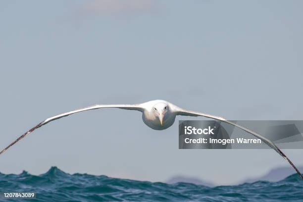 Southern Royal Albatross Diomedea Epomophora Stock Photo - Download Image Now - Albatross, Flying, Animal