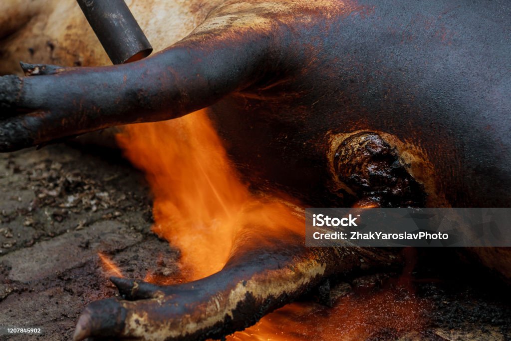 Slaughter Pig And Hair Removal By Fire Stock Photo - Download Image Now -  Food Processing Plant, Fat - Nutrient, Pig - iStock