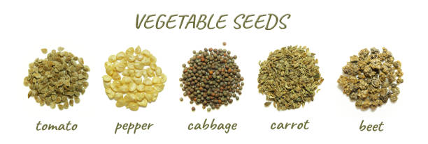 Collection of vegetable seeds isolated stock photo