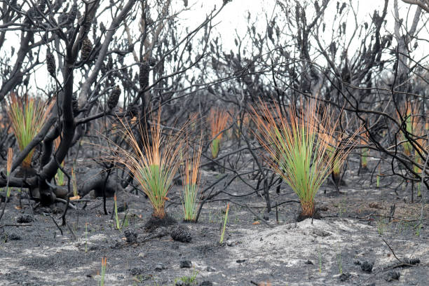 istock Re growth of Grass Tree  plants 1207847095