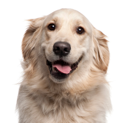 Close-up of Golden Retriever, two years old, in front of white background.