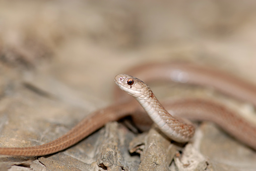 A Dekays brown snake with a smooth brown background.