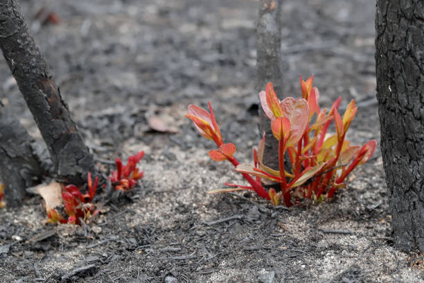 istock Re growth of  plants 1207847714