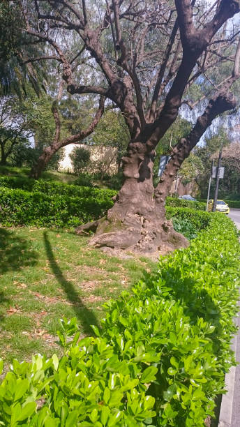 istock Beautiful park with tropical trees and a shrubbery 1207847832