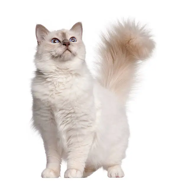 Birman cat, eleven months old, standing in front of white background.