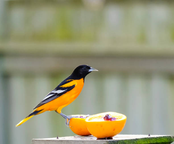 Baltimore Oriole Feeding On An Orange stock photo
