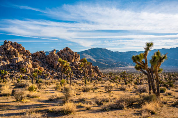 istock Joshua trees in Mojave Desert 1207848767