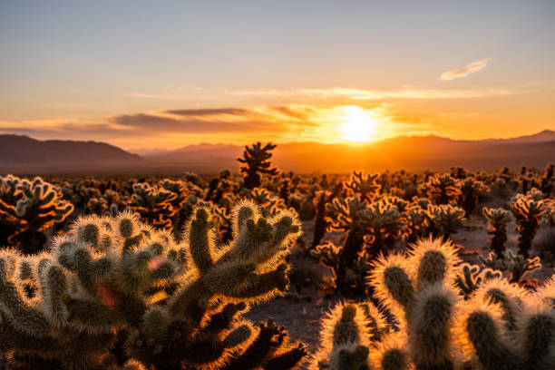 istock Cholla Cactus Garden at sunrise 1207848790