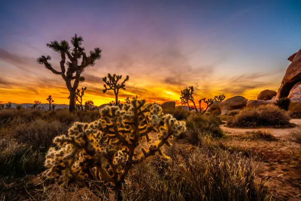 View of a beautiful sunset over Joshua Tree National Park.