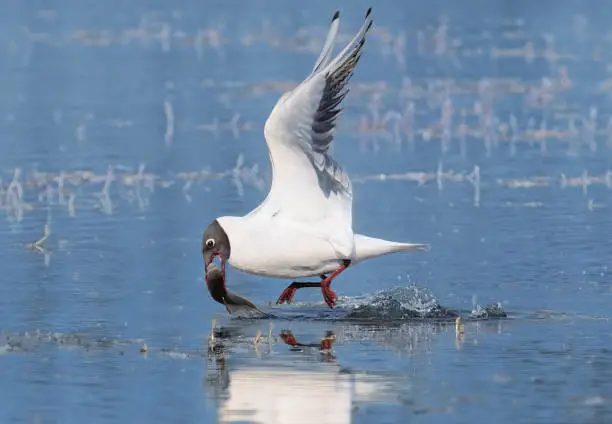 A picture of the black-headed gull catching the fish