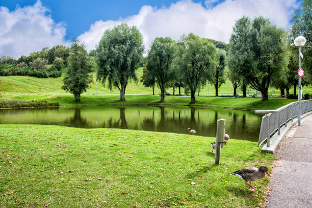 Green lawn and trees at river with ducks under blue cloudy sky.