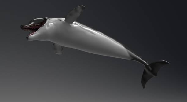 istock Dolphin animation of background, 3d render 1207856529