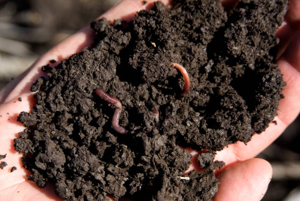 istock Agriculture soil in hand with worms. 1207857223