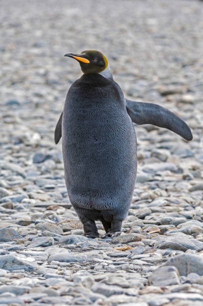 forma melanistica del pinguino reale, aptenodytes patagonicus, fortuna bay, isola della georgia del sud, famiglia - sphenisciformes foto e immagini stock