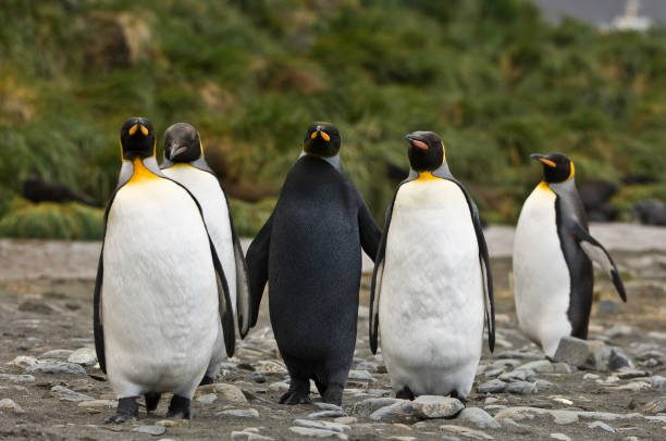 forma melanistica del pinguino reale, aptenodytes patagonicus, fortuna bay, isola della georgia del sud, famiglia - sphenisciformes foto e immagini stock