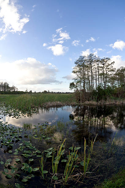 istock Everglades National Park 120785951