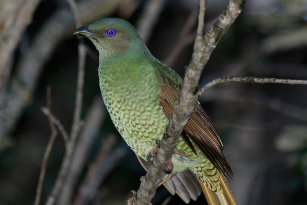 istock Satin Bowerbird - Ptilonorhynchus violaceus 1207859961