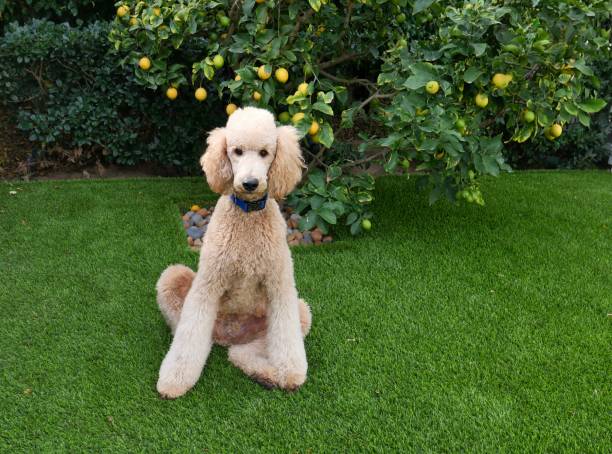 pudle w świątecznym stroju świątecznym - standard poodle zdjęcia i obrazy z banku zdjęć