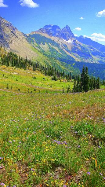 istock Scenes of Glacier National Park 1207864550