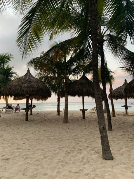 istock arubian palm trees on the beach 1207864614