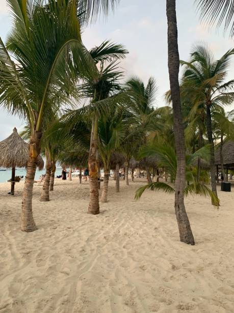 istock arubian palm trees on the beach 1207864617