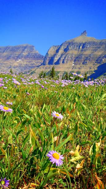 istock Scenes of Glacier National Park 1207864673