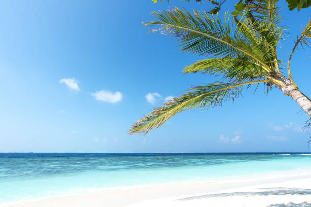 istock Exotic tropical beach scene for background or wallpaper 1207867018
