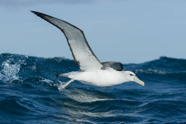 White-capped Mollymawk Albatross - thalassarche steadi Small shy albatross of Australasian waters. mollymawk photos stock pictures, royalty-free photos & images