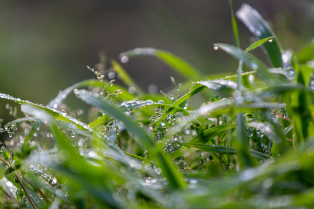 istock Plants wet in the rain 1207868687