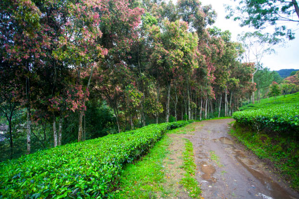 istock Tea Plantation in Puncak 1207870938