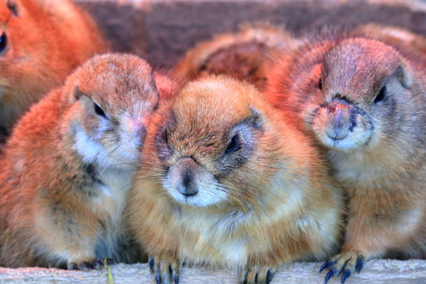 istock Prairie dog surpasses cold 1207871111