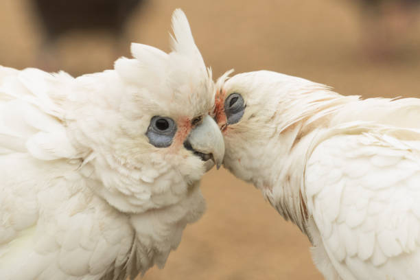 istock Little Corella - Cacatua sanguinea 1207873179