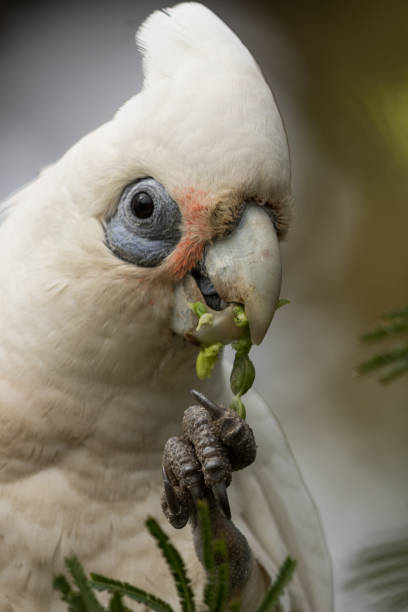 istock Little Corella - Cacatua sanguinea 1207873777