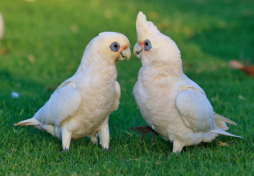 Playful cockatoo living in family groups.