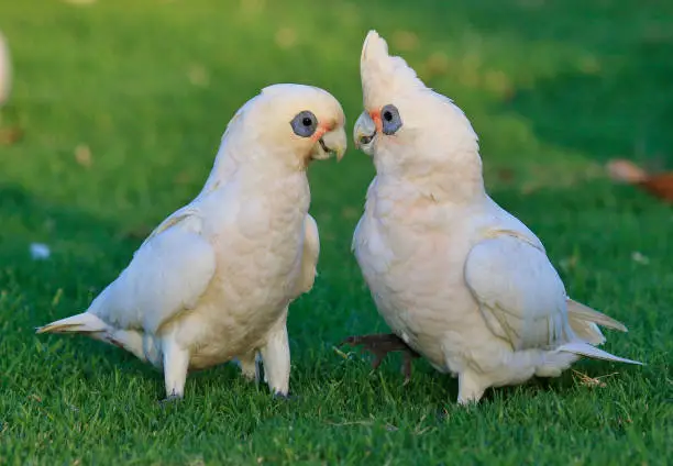 Playful cockatoo living in family groups.