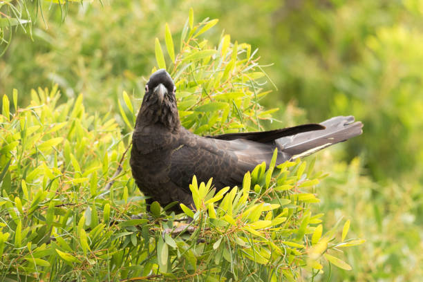 istock Yellow-tailed Black Cockatoo - Calyptorhynchus funereus 1207875634