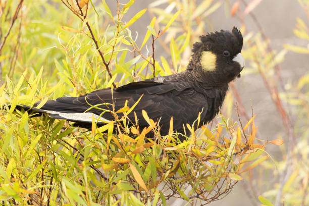 istock Yellow-tailed Black Cockatoo - Calyptorhynchus funereus 1207875677