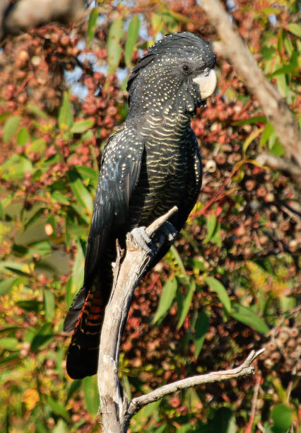 istock Red-tailed Black Cockatoo - Calyptorhynchus banksii 1207875910
