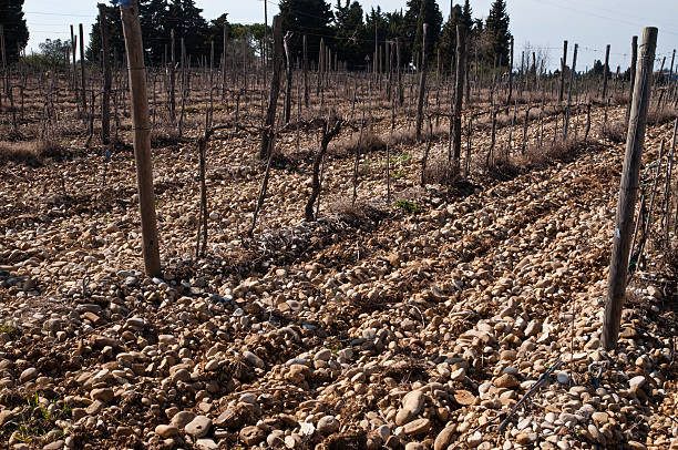 istock Vineyard end of winter 120787609