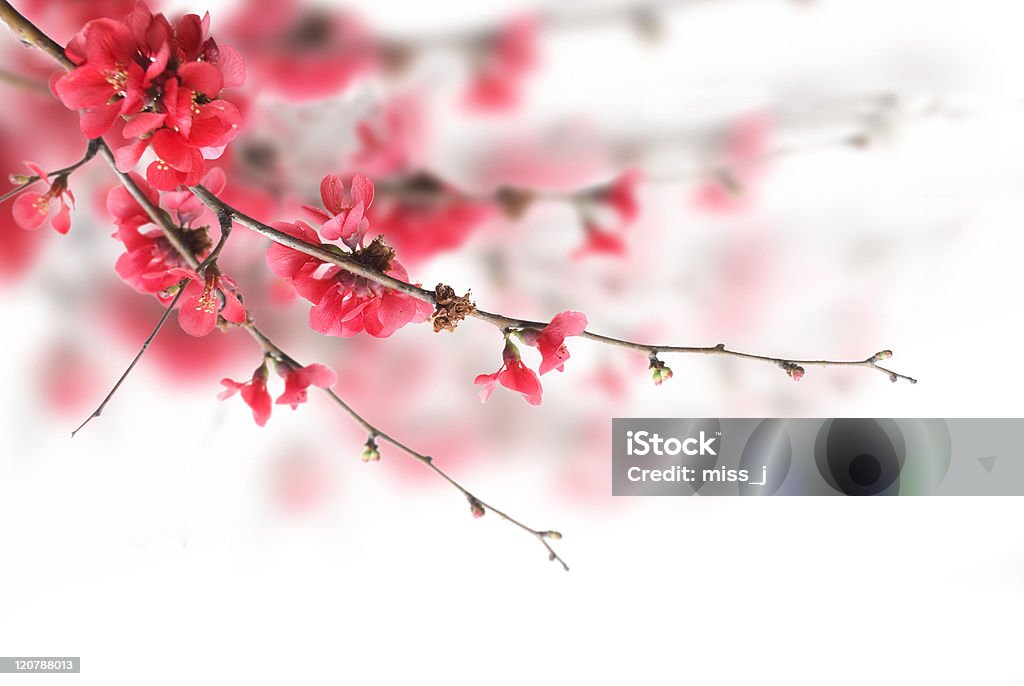 Cherry Blossoms Beautiful pink cherry blossoms over white background Backgrounds Stock Photo
