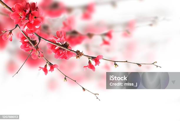 Cherry Blossoms Stock Photo - Download Image Now - Backgrounds, Beauty In Nature, Blossom