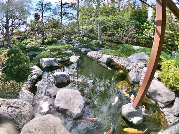 istock koi fish lucky carp japanese 1207885015