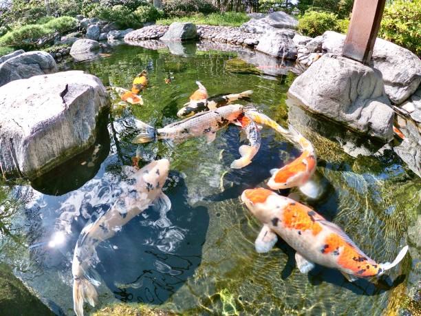 istock koi fish lucky carp japanese 1207885073