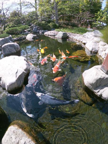 istock koi fish lucky carp japanese 1207885095