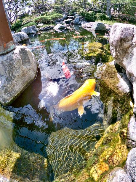istock koi fish lucky carp japanese 1207885133
