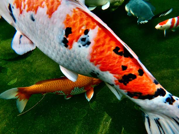 istock koi fish lucky carp japanese 1207885188