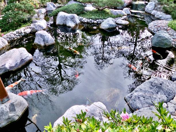 koi fish swimming - san diego, ca