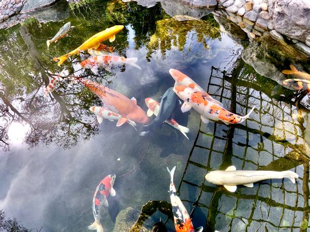 istock koi fish lucky carp japanese 1207885256
